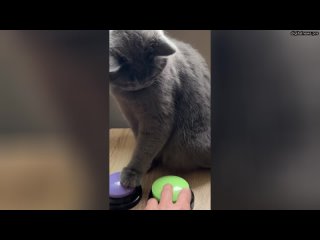Чел научил кота «говорить». Он сделал ему две кнопки, которые воспроизводят звуки «Гладить» и «Вкусн