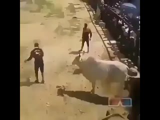 Как оседлать быка
