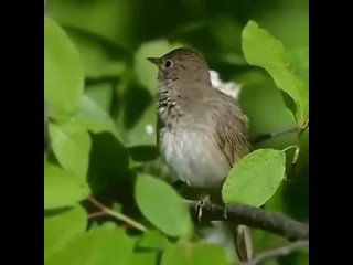 solovei-poet-solovushka-video-kak-zhe-krasivo-poet-solovei-zvuki-peniia-ptits