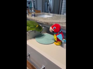 Попугай Играет с Говорящей игрушкой