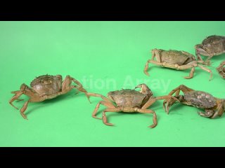 live-crabs-on-a-green-background