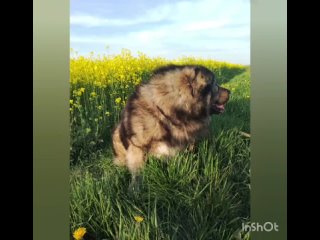 Видео от Кавказская овчарка. Питомник Домбай-Ульген