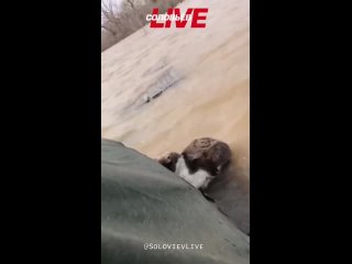 Спасение кота в ТСН «Ивановское» в Оренбургской области