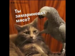 Video by Камчатский край: новости Камчатки