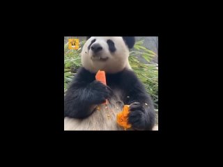 ВИРУСНЫЕ ВИДЕО | МИЛЫЕ ЖИВОТНЫЕ | ЗАБАВНЫЕ ЖИВОТНЫЕ | #panda #funny #рекомендации