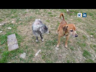 Тощих собак забрали волонтеры у хозяина, который избивал своих питомцев в Новороссийске