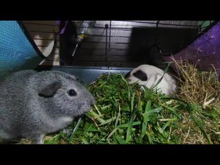 Морские свинки едят траву)