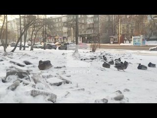 Стаю уток сняли во дворе на Республики в Красноярске 🦆