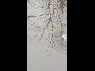 Видео от Владимира Рыбальченко