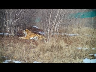 Тигрица, пойманная в Анучинском районе Приморья, исследует свою новую территорию в реабилитационном центре в Алексеевке.