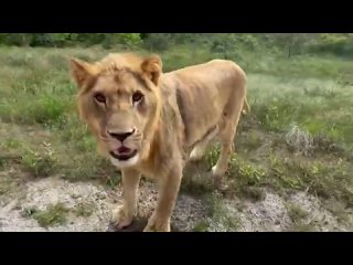 Кормление  по-зубковски - на пятерых молодых львов только 2 куска мяса