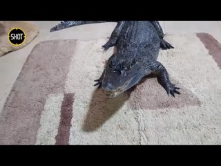 Крокодил “Гоша“ (Видео: телеграм канал “SHOT“)
