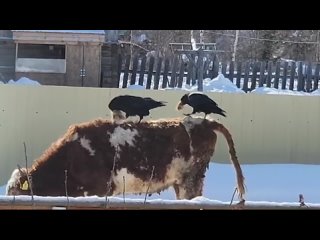 🪹 Видеофакт: пара воронов собирает шерсть с молодого бычка для обустройства гнезда