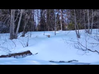 Чудесную лисичку заснял Андрей Ложкин 🦊