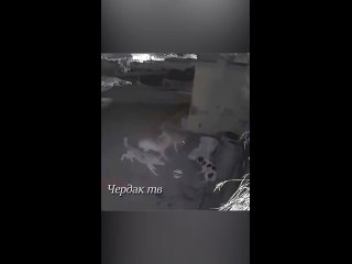 Волк напал на собаку и попытались утащить..mp4