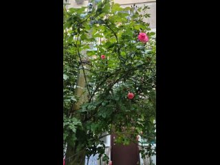Можно сказать Дерево розы, а не куст))) @kotsevas #розы #розадерево #цветутрозы #розоваяроза.