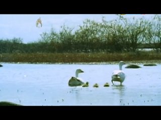 Baby Animals And Animals With Shells