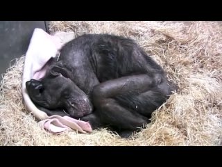 60-летняя умирающая обезьяна отказывалась от пищи, пока не увидела своего лучшего друга детства