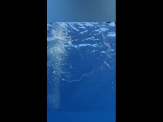Видео от THE DEEP BLUE SEA