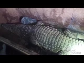 Самарские таможенники не пустили в Казахстан живого крокодила