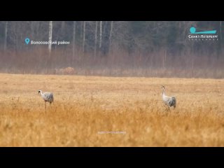 Серый журавли возвращаются.