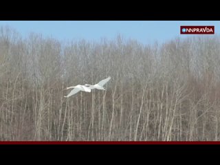 Лебеди прилетели на реку Сура в Воротынском округе