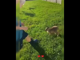 Трогательное видео о спасении кенгуренка