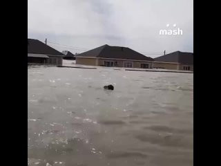 Спасение рядового Котика посреди потопа в Оренбурге. Мокрого, голодного и холодного подобрали местные