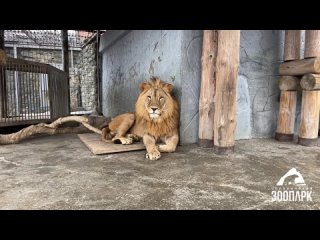 🦁 Челябинские львы вышли на прогулку! Сотрудники зоопарка опубликовали забавное видео с большими котиками, а также сообщили, что