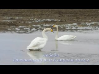 ЛЕБЕДИ  6 апреля 2024