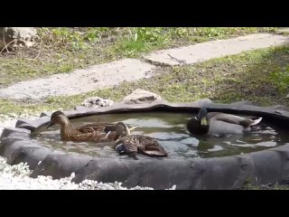 Видео без названия  сделано в