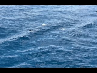 Стая Дельфинов 🐬(Атлантический океан 2024)