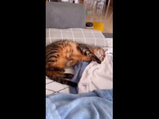 [IG REELS] 240403 Обновление рилс видео в аккаунте кошек Херин (xhyo3catsx)