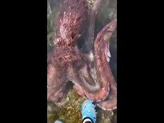Дружелюбный тихоокеанский гигантский осьминог хочет ласки...