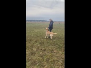 Video by Дрессировка и воспитание собак в Кингисеппе