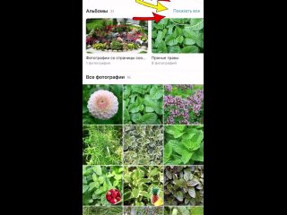 Video od Питомник  растений для Вашего сада Лебедянь