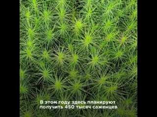 В Красноярском крае планируют вырастить два миллиона сосен