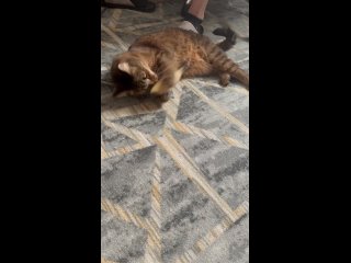 Видео от ПУШИСТОЕ ЧУДО помощь бездомным, больным котикам