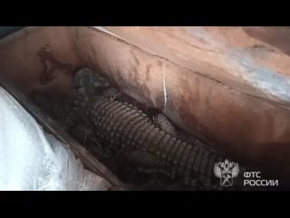 Мужчина хотел вывезти живого крокодила в Казахстан