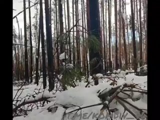 Боевая работу в Кременском лесу