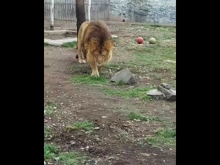 Не сошел с ума: лев в Абакане начал жевать траву