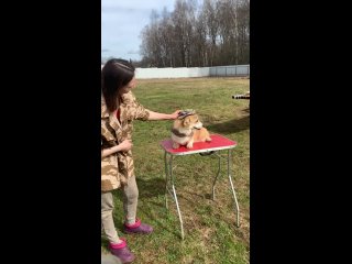 Видео от Вельш-корги-Пемброк в питомнике Максборд