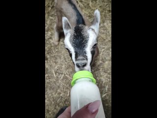 Видео от Ферма Горная Шальдиха. Ешь Натуральное!