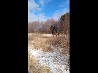 Видео от Лошади Конные прогулки Сосновый Бор Шепелево
