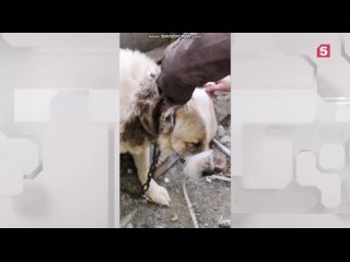 В Севастополе волонтеры спасли пса с глубокими ранами от вросшего в шею ошейника с шипами. Собака долгое время содержалась на пр