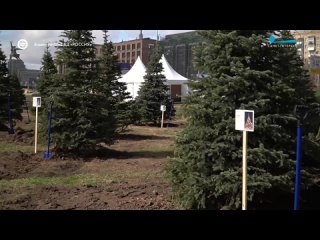 90 елей с выставки-форума «Россия», среди которых есть и елка Санкт-Петербурга, участники субботника «Еловая аллея» высадили в п
