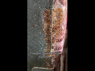 Видео от Уничтожение тараканов клопов в Самаре