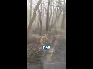 Лев притворяется собакой в молдавском лесу!