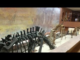 Палеонтологический музей, #РепкаКлаб