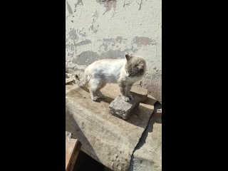 Видео от Ёжкин котПомощь бездомным животным! Г.Харцызск